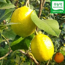농가살리기 제주 무농약레몬 제주레몬 1.4kg 2.5kg, 무농약 레몬 1.4kg(7~14과 내외)