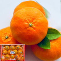 설선물세트 제주 레드향 고당도 명절선물세트 과일 10kg 5kg 3kg 가정용, 가정용 고당도 혼합과 3kg(15과수내외)