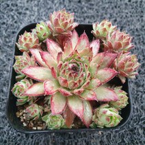 봄의정원 제스티라임 바위솔, 1개