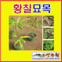 (D소망)황칠나무묘목(3년생 포트) 4그루