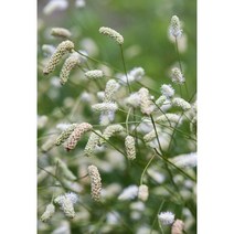 가는잎오이풀(백색) 15센치 포트, 1개