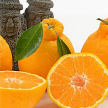 제주명품 만감류5종 귤 천혜향 레드향 한라봉 황금향 정품 로얄과 3kg, 23. 선물용 레드향3kg+천혜향3kg