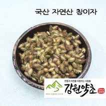 (강원약초) 국산 창이자200g ( 자연산) 국내 청정지역 자연에서채취한 도꼬마리 창이자 함께 쓰면 좋은약초 신이화 유근피 창이자 어성초 작두콩 느룹나무, 국산자연산 유근피300g, 1개