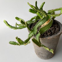 유포르비아 스텔라타 - 메두사를 닮은 개성 넘치는 아프리카 괴근 식물, 빈티지토분 완성분 (그레이색상)