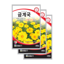금계국 씨앗 300립 3봉 각시꽃 공작이국화 천국화 golden wave, 6