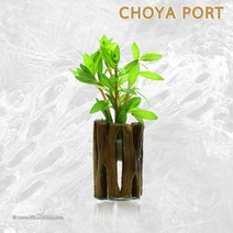 초보자도 키우기 쉬운 어항장식 포트수초 200종 모음, 73번) 초야포트수초 그랜드로사