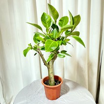 청년농부 통통 외목 뱅갈고무나무 공기정화식물 실내식물 인테리어식물 고무나무