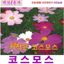 희귀씨앗 ) 키작은 코스모스(왜성 코스모스) 2000립, 1개