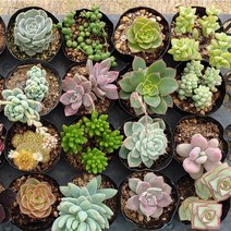 미니다육이 10종류 농장직영 이름표 무료 증정, 1세트