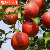 1+1(2박스) 경북 맛있는 고당도 달달한 제철 추천 사과 20 kg 키로 싸게파는곳, 2박스 가정용 대 10kg(24-28과)