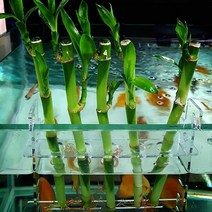 개운죽 거치대 5홀