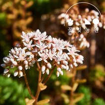 [10포트] 꽃빛농원 흰꽃세덤 3치포트 알붐 별꽃모종, 3치포트(10개)