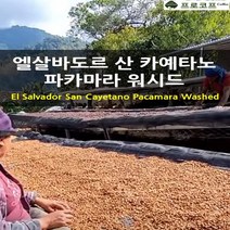 (커피생두) 엘살바도르 산 카예타노 파카마라 워시드, 1kg