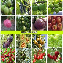 유실수 묘목 나무 대추 감 매실 사과 체리 복숭아 자두 살구 배 포도 왕오디 밤 아로니아 블루베리 석류 복분자 왕보리수 앵두나무 모과 무화과 호두 칼슘나무 꾸지뽕나무, 15.블루베리묘목