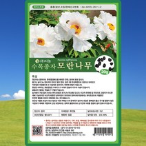 모란 목단 씨앗 모란 나무 씨 종자 20g, 1개
