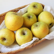 산지직송 사과 경북 시나노골드 스위트 황금사과, 1개, 골드 가정용-대과 5kg(12-16)