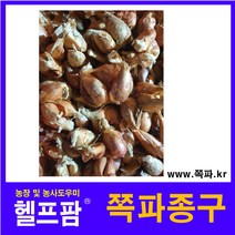 헬프팜 쪽파종구 300g 쪽파씨 쪽파, 1개