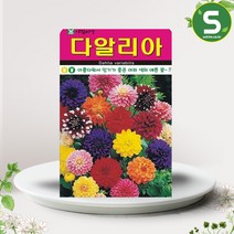 다알리아씨앗 100립 다알리아 네델란드 꽃씨앗 꽃씨