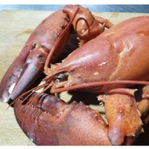 [인천창고] 캐나다 활 랍스타 1kg, 1개