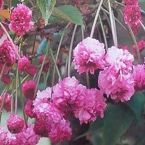 묘목/벚나무-압앵(鵯桜)히요도리 접목 1년 B353