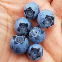 착한가격 나무생각/블루베리(스타)/5~6년생/결실주, 주