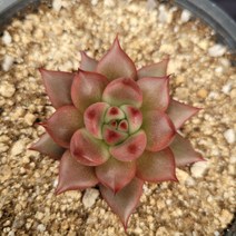 [메카다육]38-1012 메리나(에케베리아) 화분포함 다육식물 선인장 다육금 다육철화 두들레야 아프리카식물 코노피튬 하월시아 수입다육이 국민이