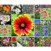 [혼합꽃씨앗] 약 10 000립/20 000립 야생화씨앗 혼합(30종) 판매 사계절씨앗 믹스혼합 꽃 야생화 씨앗, 야생화씨앗 30종혼합 10.000립