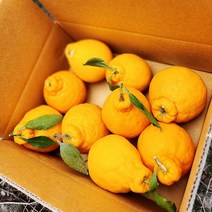 제주 한라봉 5kg 소과 가정용 산지직송 선물세트, 상세페이지 참조
