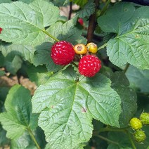 산지직송 생 산딸기 500g/1kg (250g소분포장), 1개, 산딸기250gx2팩(총500g)