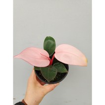 콩고 핑크 70