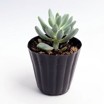 다육식물 구슬얽기 -나만의 반려식물 전자파차단