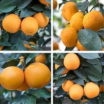[제주향감귤한라봉쥬스] 3년생묘목 한라봉 레드향 오렌지 황금향 천혜향 레몬 낑깡(금귤), 3년생 레몬