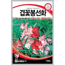 장미봉선화 봉숭아 겹봉숭아 꽃 씨 씨앗, 겹꽃봉선화