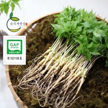 순수 새싹삼 [GAP 인증] 특대 30 뿌리 [특대 사이즈 (30cm 내외) 1box 선물포장 가능], 일반 포장
