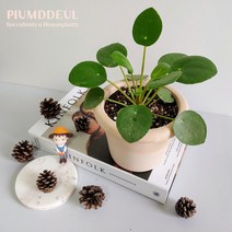돈과 행운을 가져다주는 식물 필레아페페 로미오이데스 필레아 - 고급 크림색 토분 set