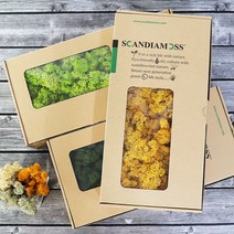 스칸디아모스 500g 천연이끼 천연가습 공기정화, 블랙