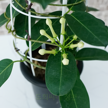 도희씨네 정원>> 상큼한 자스민 꽃향 마다가스카 넝쿨 자스민 270″ class=”wr-img”></a></div></p></div></p></div></p></div><div class=