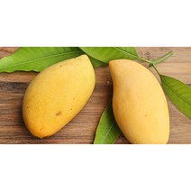 [AK후르츠월드] 태국 골드망고 1kg 2kg 5kg Nam dok mai, 골드망고 5kg(10~16과)