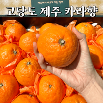 제주 카라향 산지직송 고당도 제철과일, 카라향(선물용), 5kg