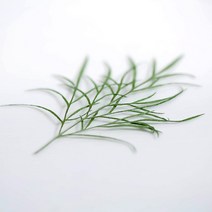 격상화 12잎 압화 압화공예, 12잎그린