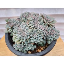 정화다육 다육식물 턱시판 철화런뎀발송, 1개