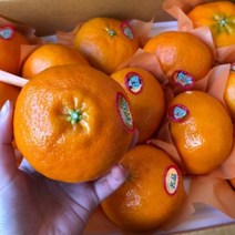 제주 명품 고당도 레드향 선물세트 3kg 5kg 선물용 가정용, 제주 레드향3kg 12~13수