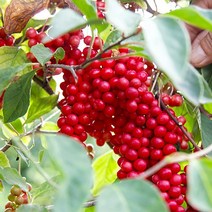 2023 문경 오미자 생과 3kg 5kg 10kg 당절임 오미자, 오미자생과 10kg