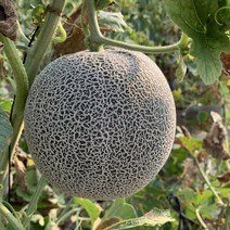 비씨컴퍼니 프리미엄 고당도 머스크 메론 멜론, [보자기포장] 로얄과 8kg(3~4수), 1개