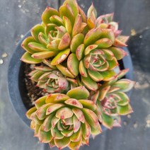 [수암다육] 루돌프 랜덤발송 Echeveria 'Rudolph' 다육 다육이 다육식물 481