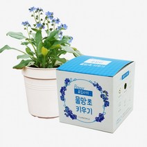 꽃집사 9종 식물키우기 미모사 맨드라미 메리골드 물망초 비올라 샐비어 안개꽃 코스모스 레몬밤