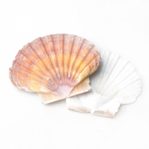 오꿈 조개모형 조개껍데기 100g, B13 장식용조개 부채조개 칼라r, 1봉