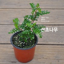 산초나무
