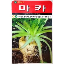 마카 민속채소씨앗 100립 아람종묘 23년