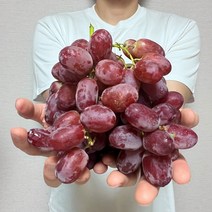 크림슨 적포도 씨없는 껍질채먹는 포도 3kg 2kg 1kg